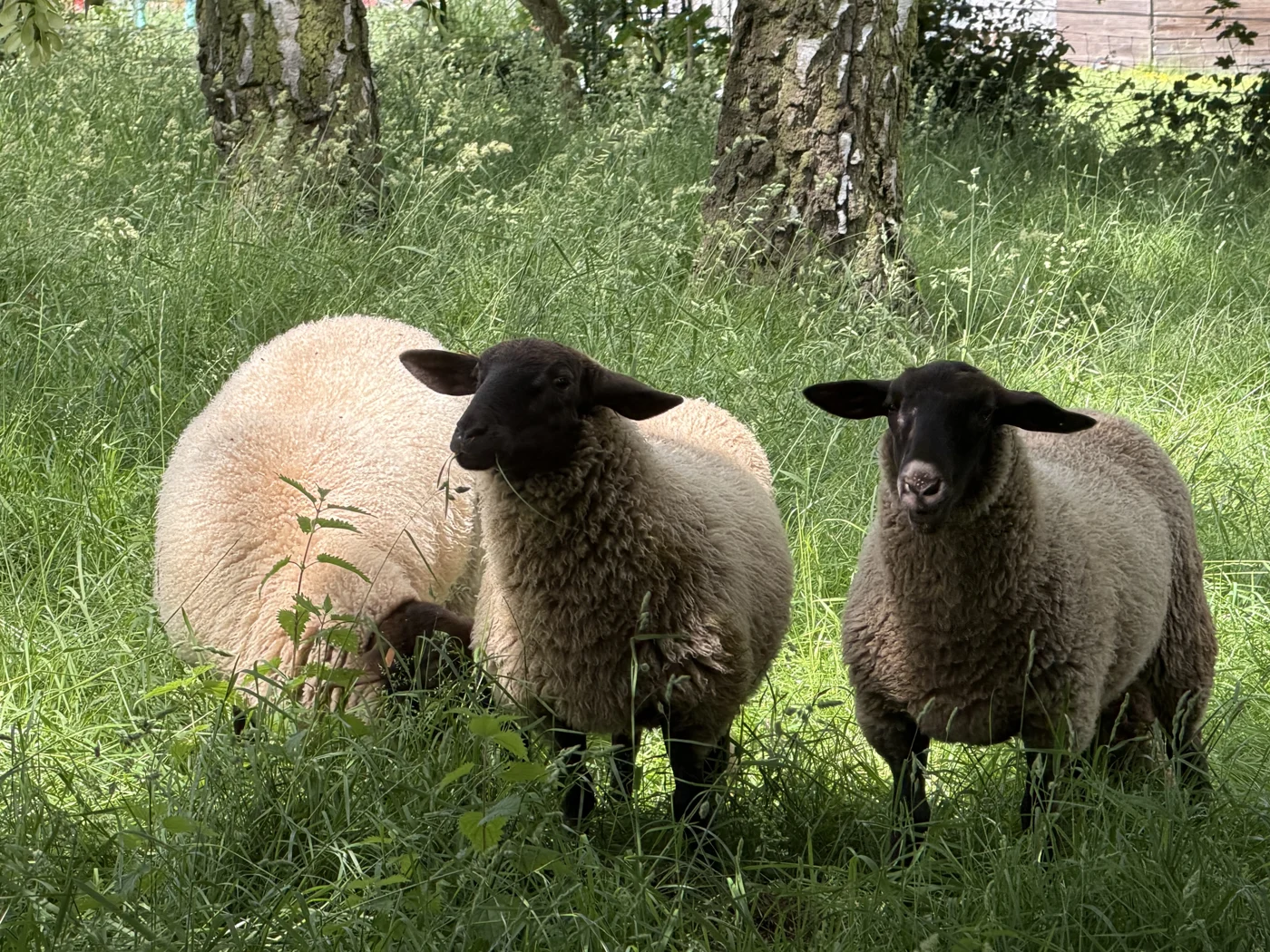 Zwei unserer Schafe stehen im hohen Gras unter einem Baum