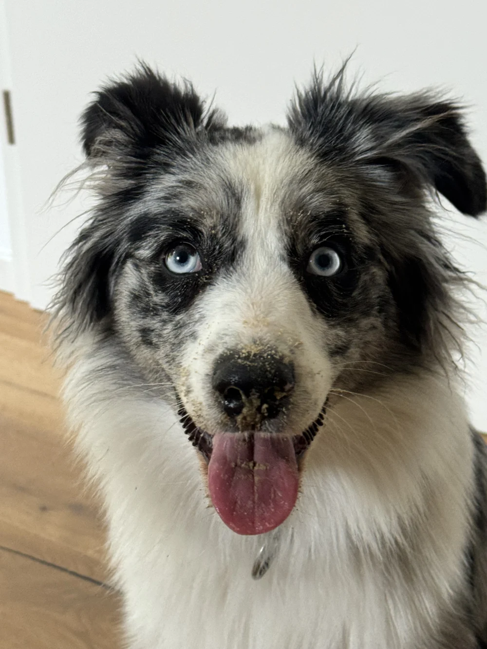 Yuki mit aufmerksamen Augen und offenen Ohren